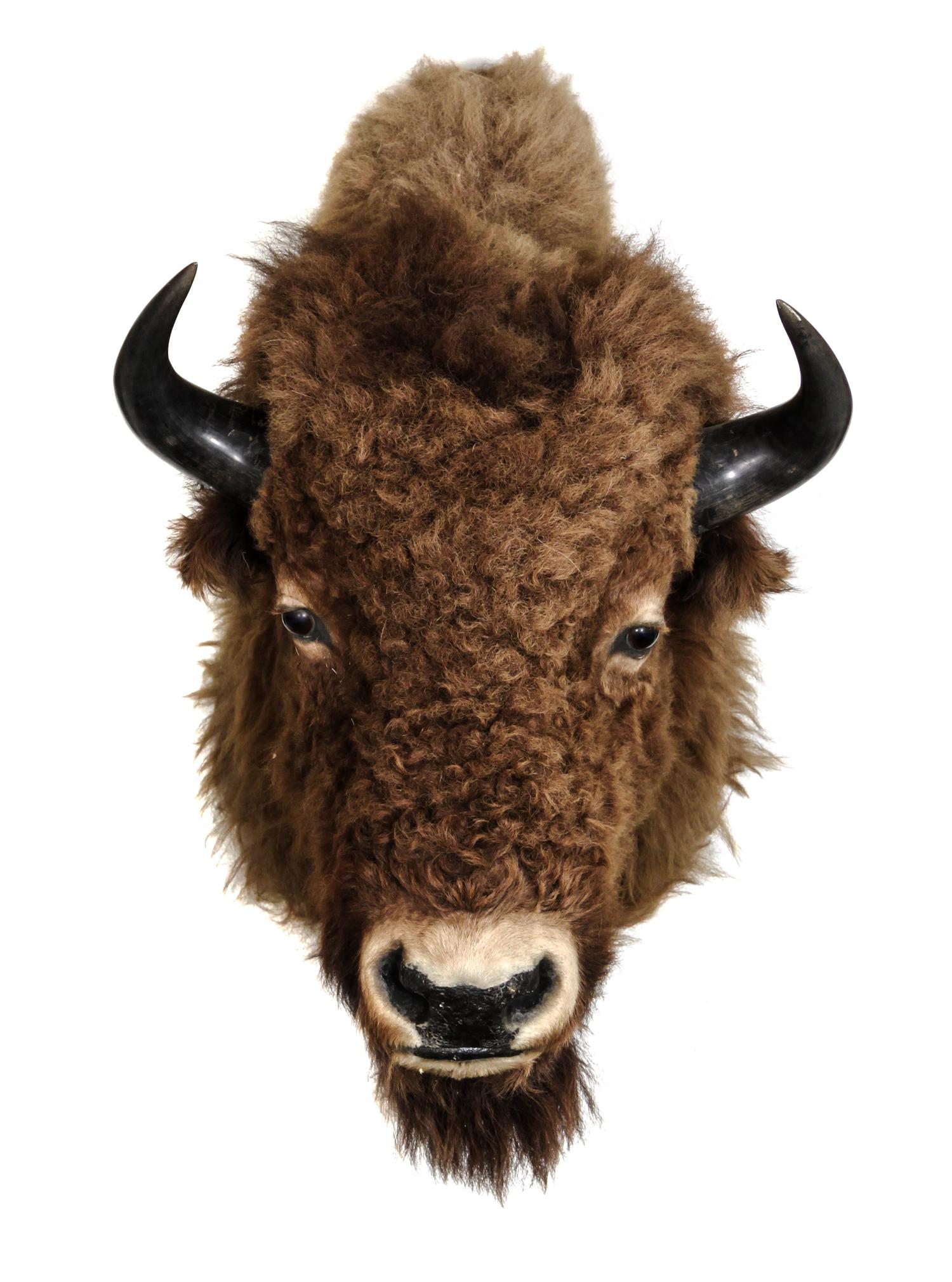 A Bison Shoulder Mount