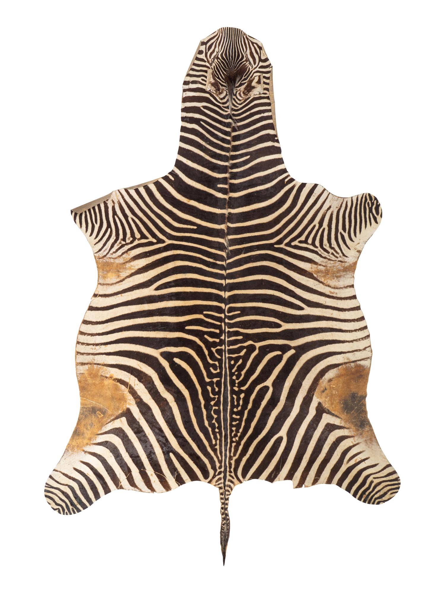 A Zebra Skin Rug