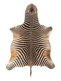 A Zebra Skin Rug
