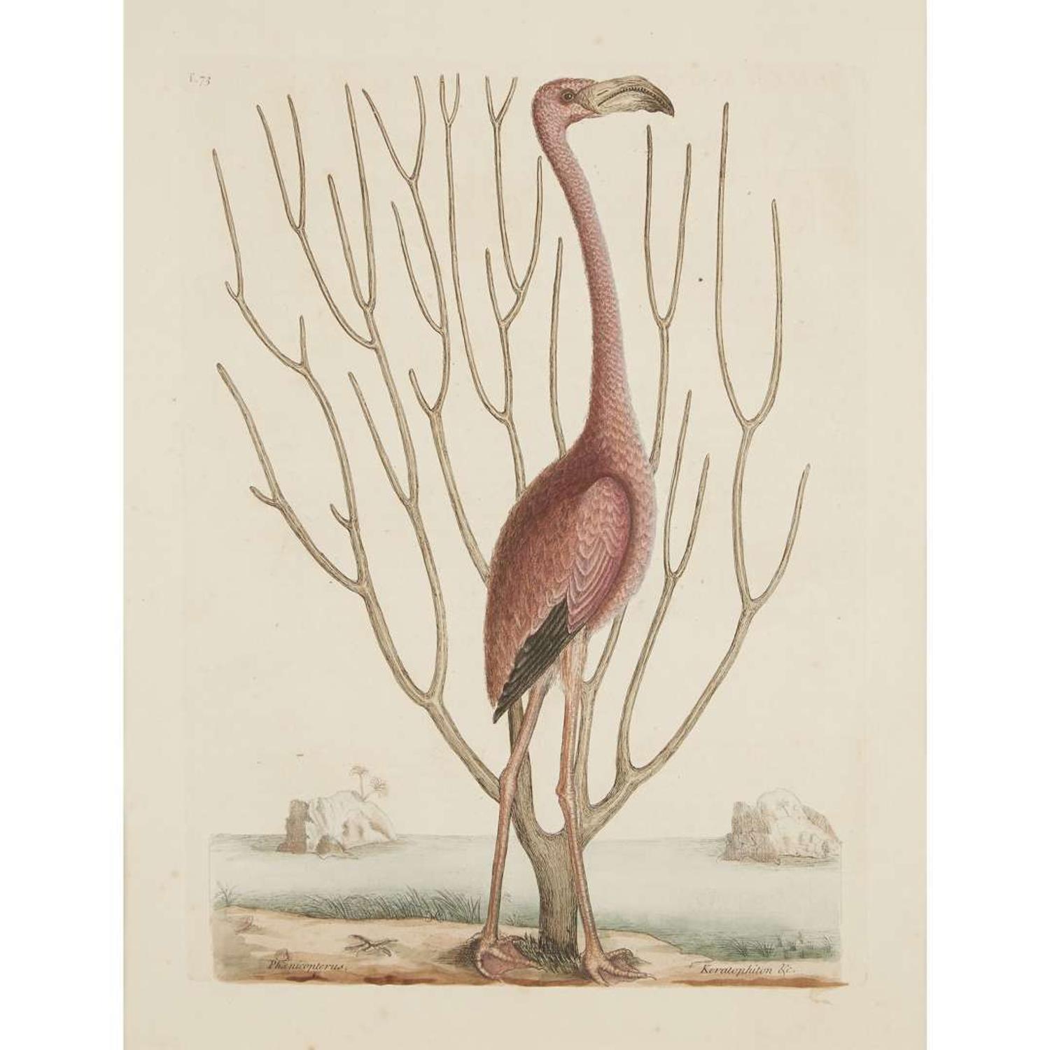 MARK CATESBY (BRITISH 1679-1749) "THE FLAMINGO" FROM THE NATURAL HISTORY OF CAROLINA, FLORIDA AND THE BAHAMA ISLANDS