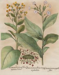 A Group of Five Framed Hand-Colored Botanical Engravings