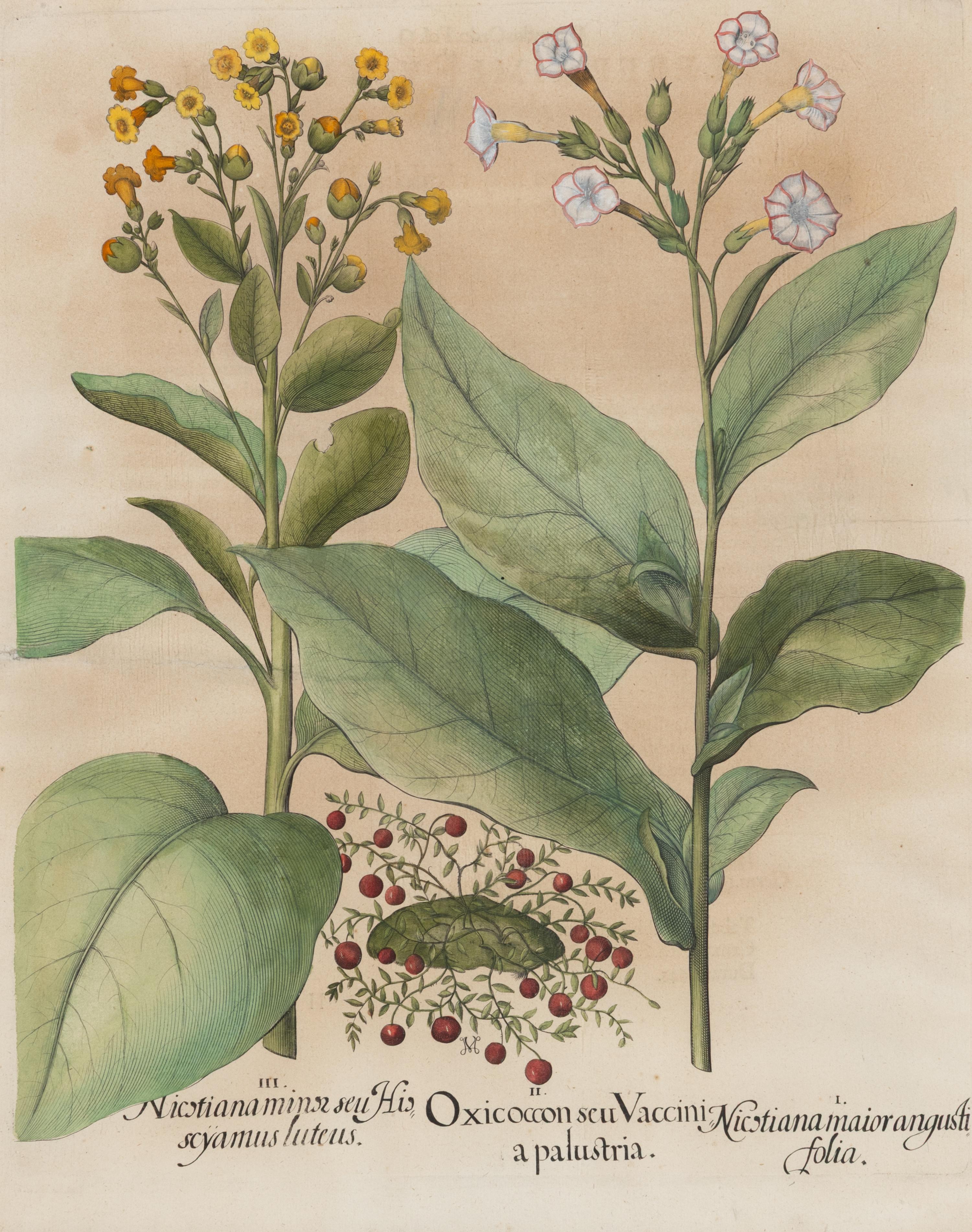 A Group of Five Framed Hand-Colored Botanical Engravings