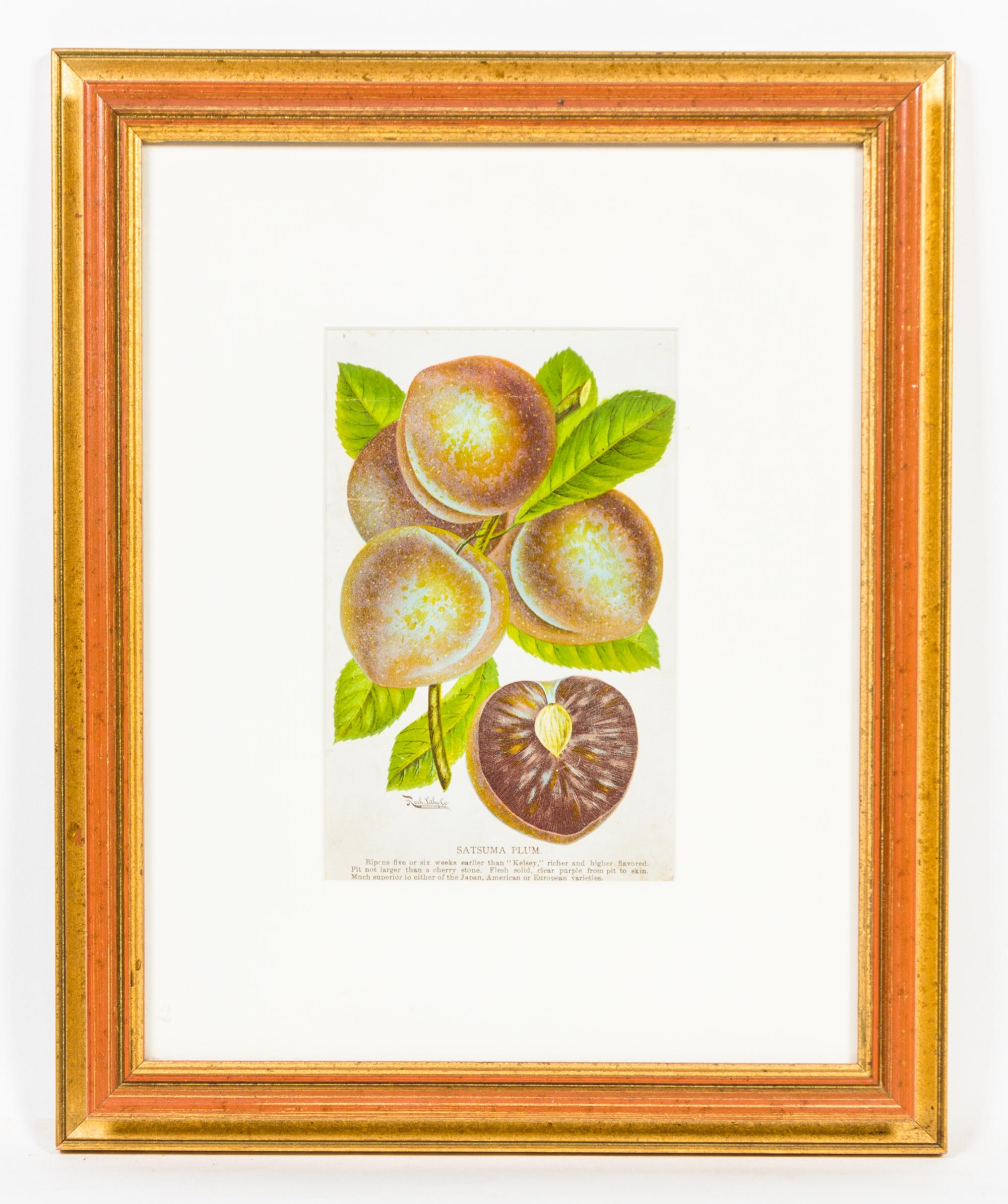 A Group of Four Fruit Prints Height 8 1/4 x width 5 3/8 inches.