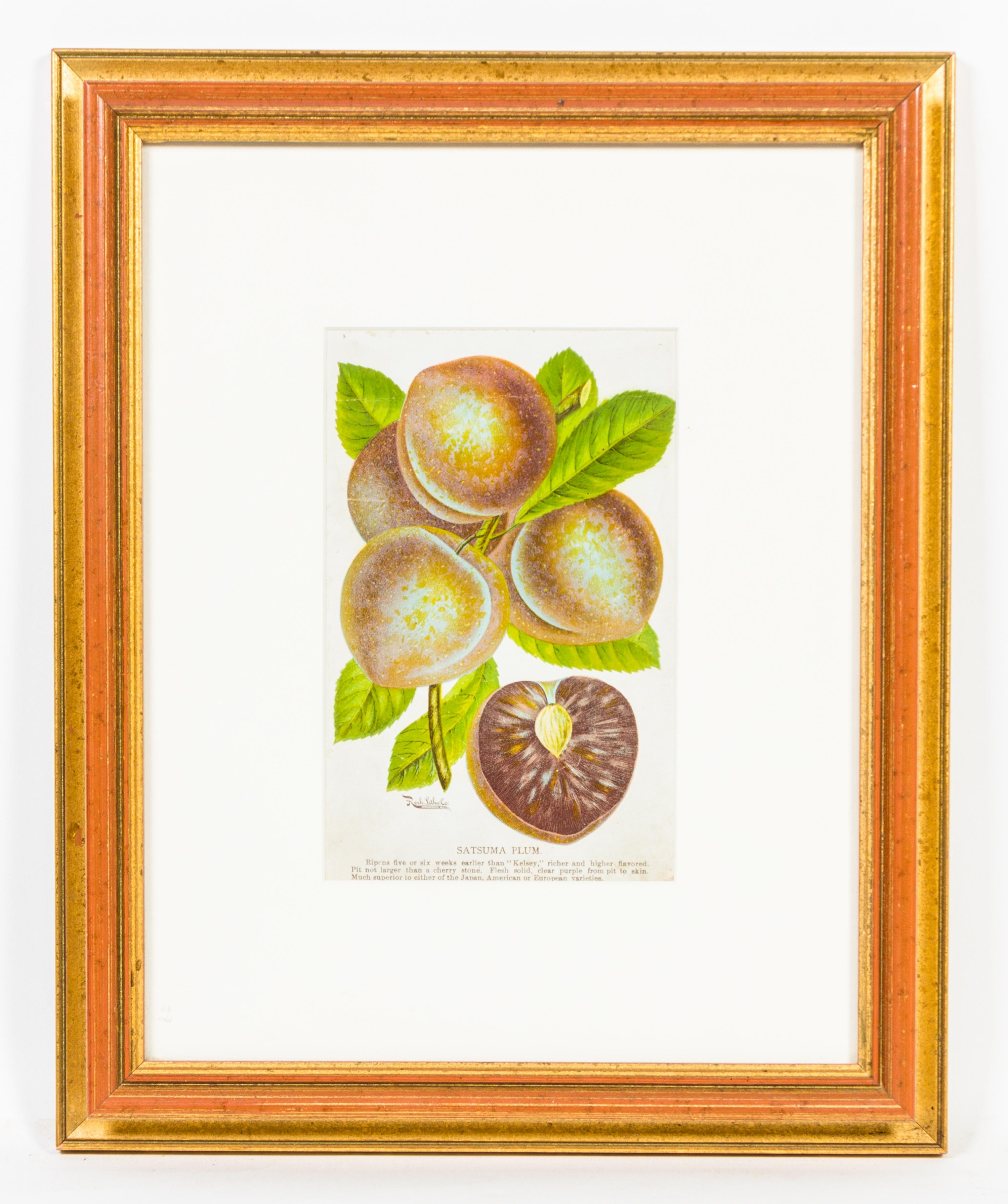 A Group of Four Fruit Prints Height 8 1/4 x width 5 3/8 inches.