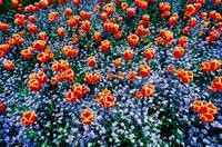 Edge of Spring , edition 173/1500