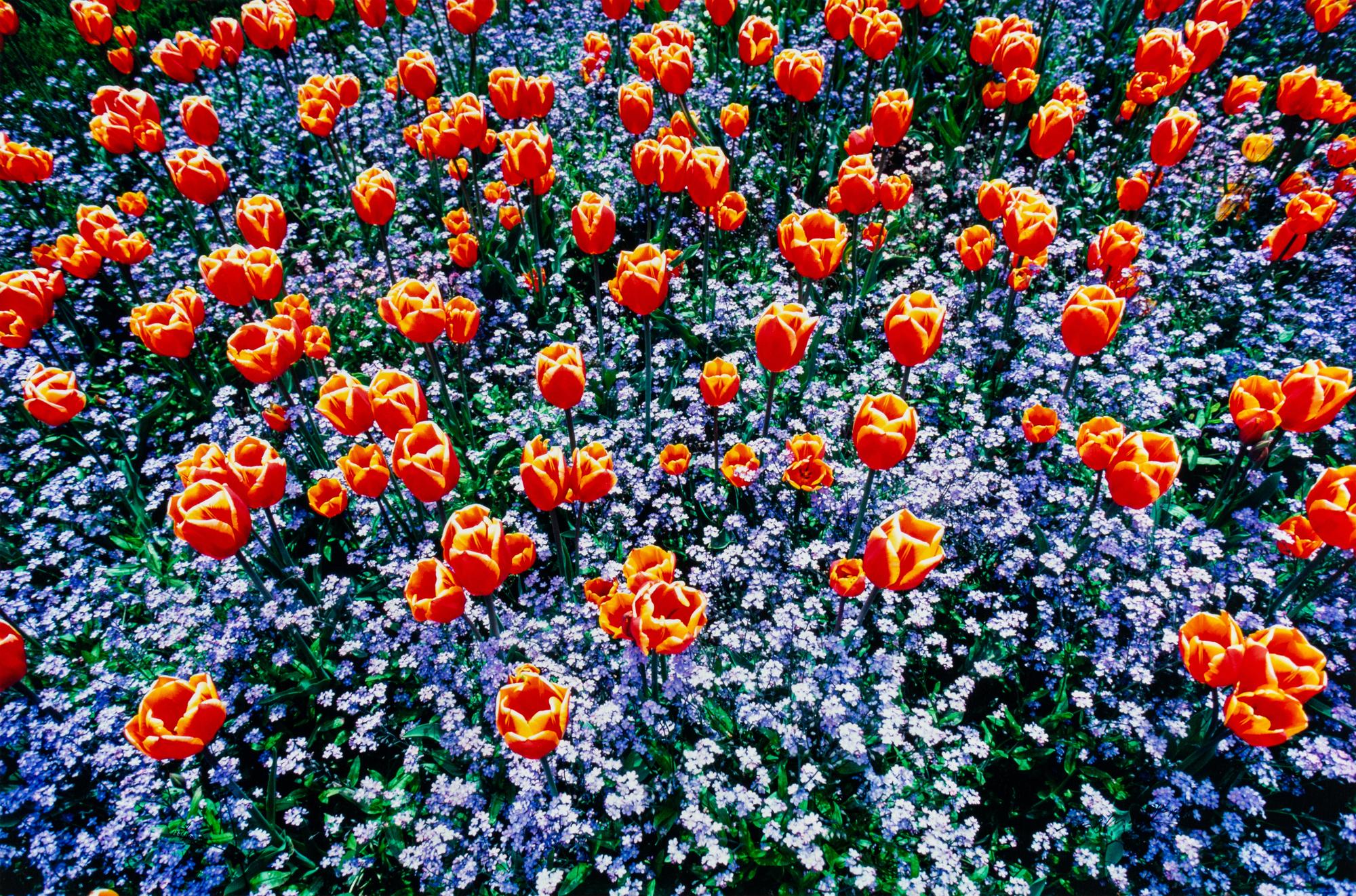 Edge of Spring , edition 173/1500