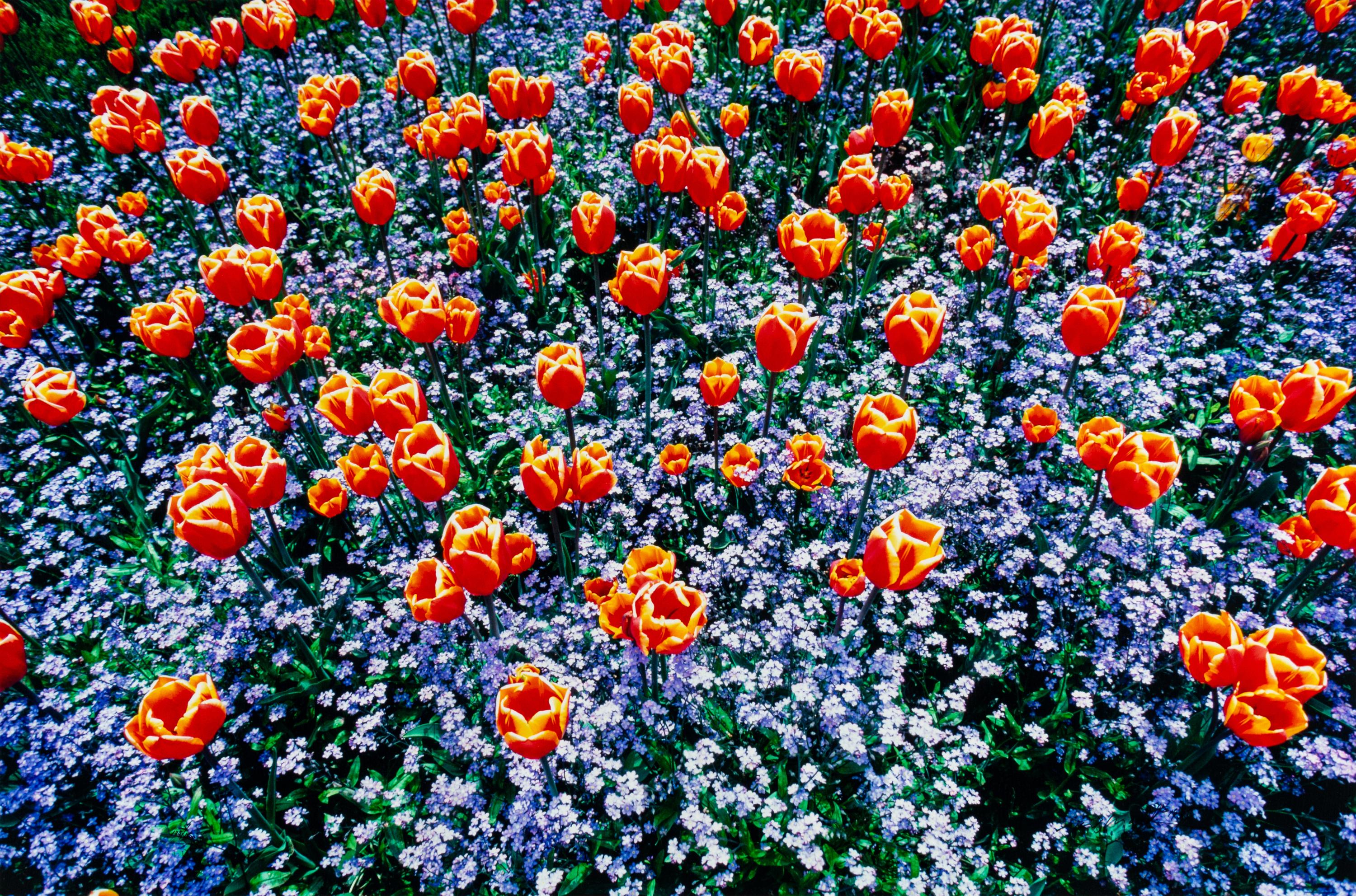 Edge of Spring , edition 173/1500