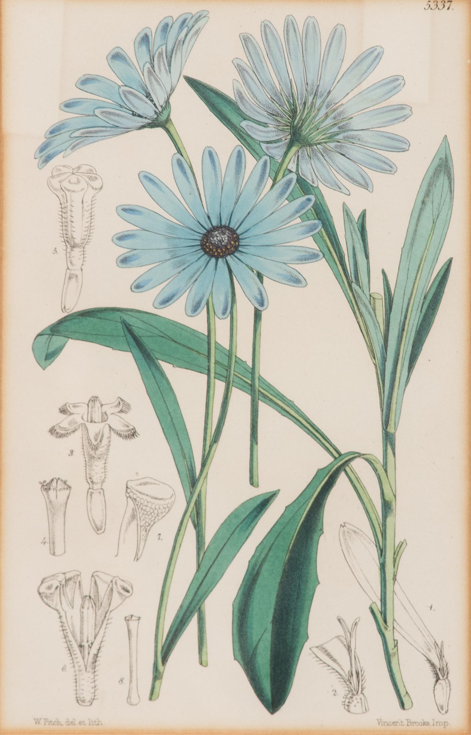 A Set of Eleven Botanical Prints Framed 16 1/2 x 13 1/2 inches. — 20TH CENTURY
