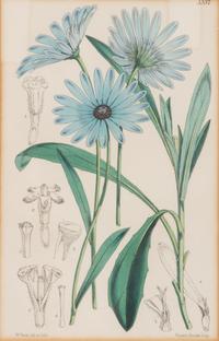 A Set of Eleven Botanical Prints Framed 16 1/2 x 13 1/2 inches. — 20TH CENTURY