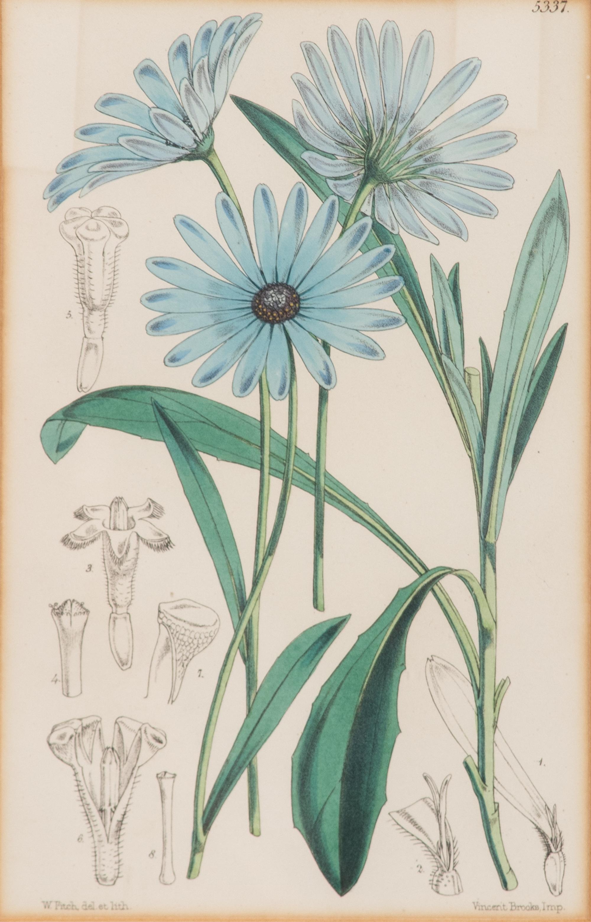 A Set of Eleven Botanical Prints Framed 16 1/2 x 13 1/2 inches. — 20TH CENTURY