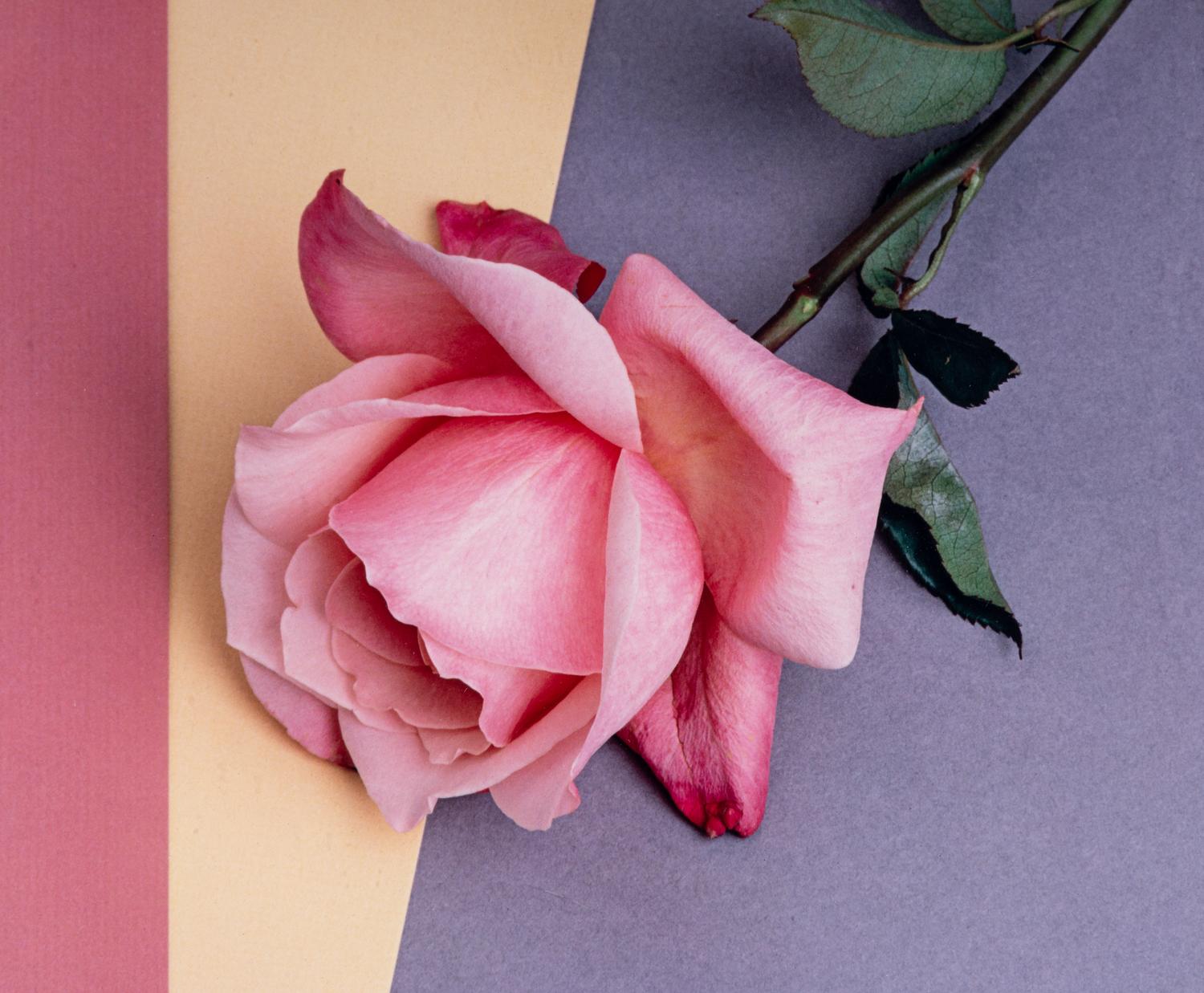 Rose, 1987