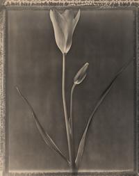 Miniature Tulip , 1996