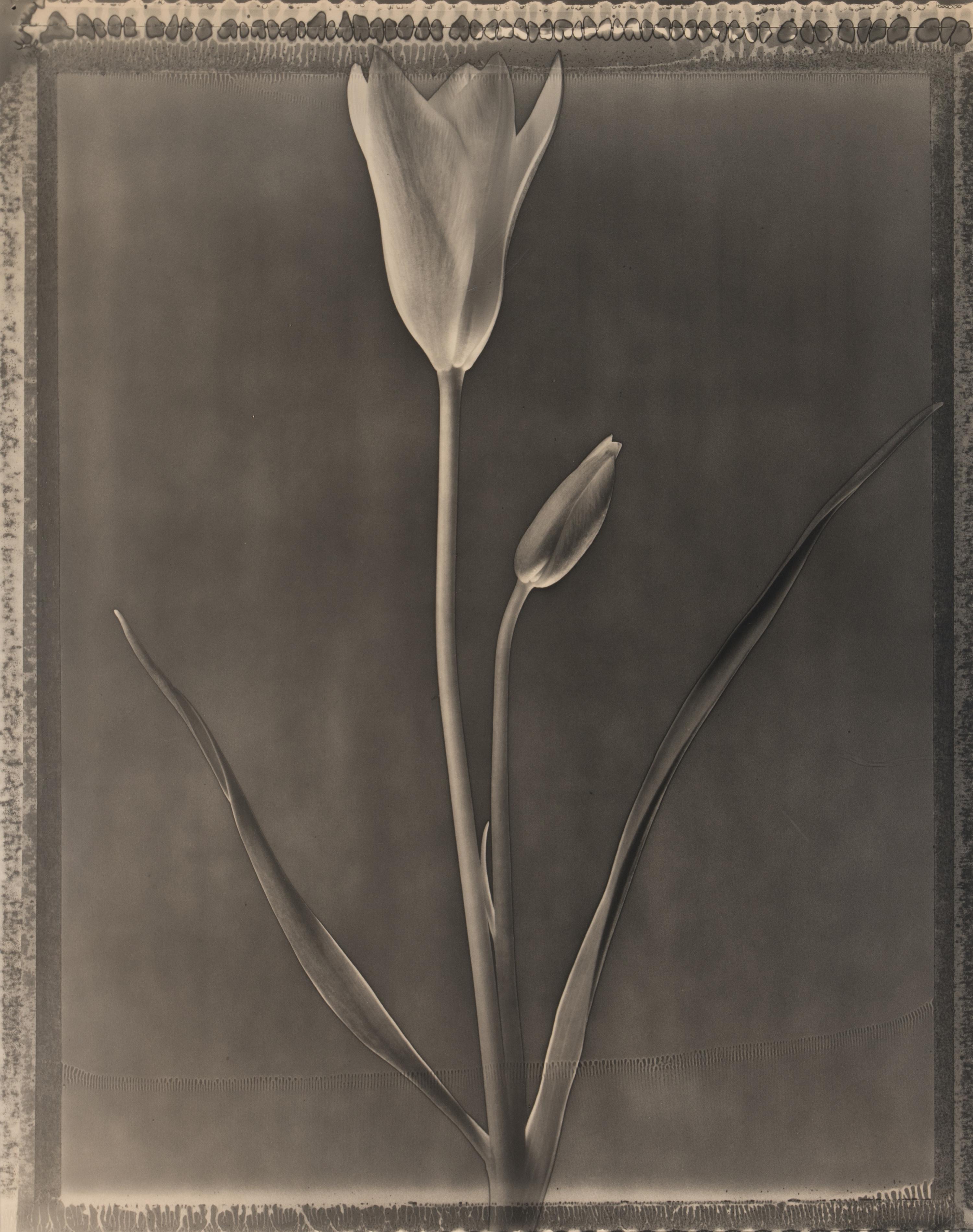 Miniature Tulip , 1996