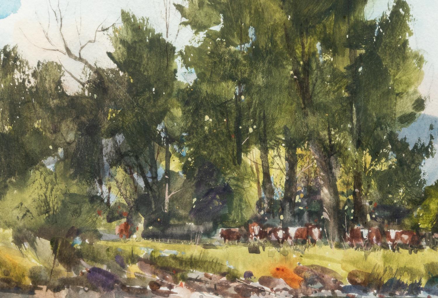 Herd of Cattle Grazing