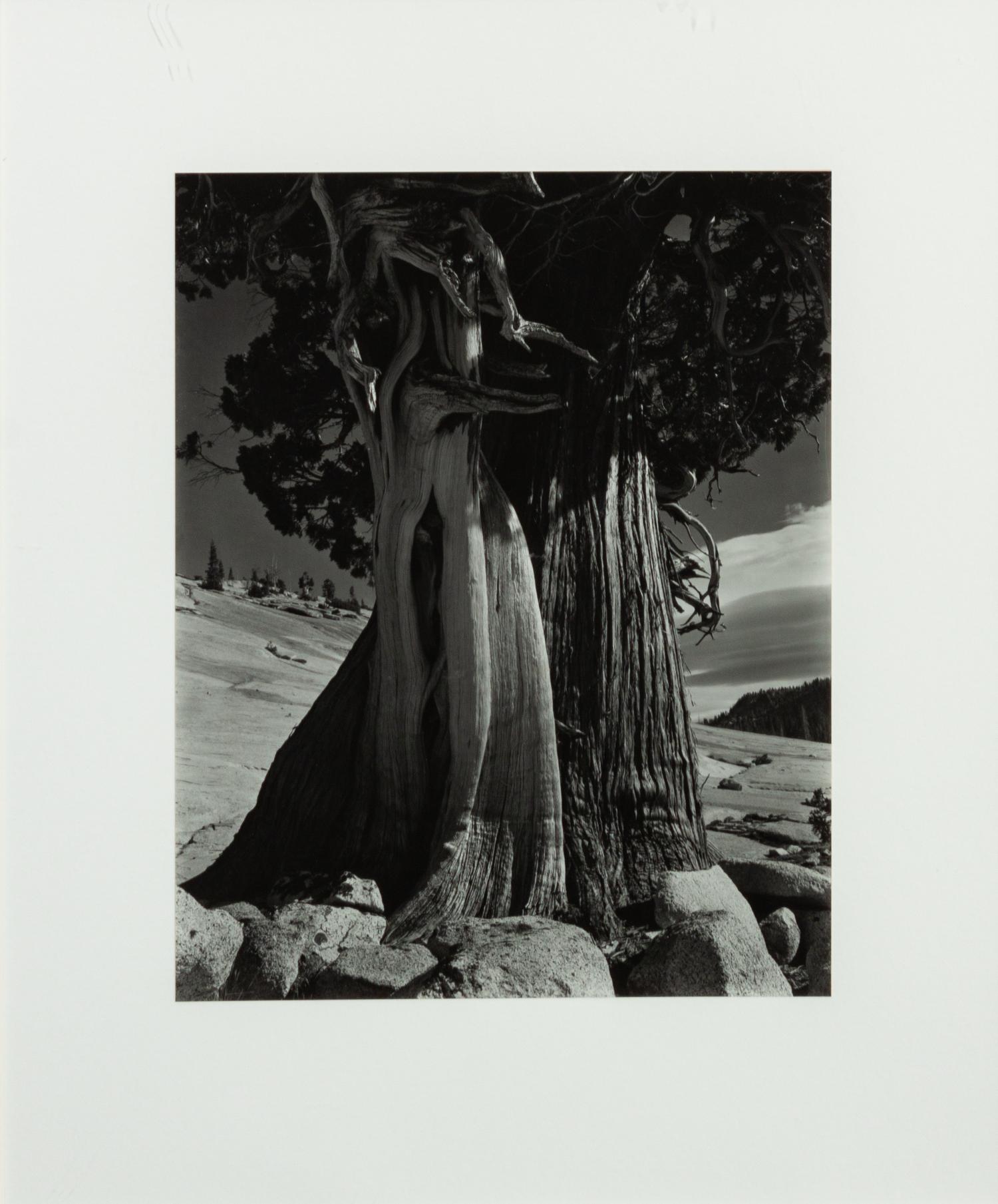 Juniper at Lake Tenaya , 1936 (printed later)