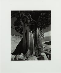 Juniper at Lake Tenaya , 1936 (printed later)