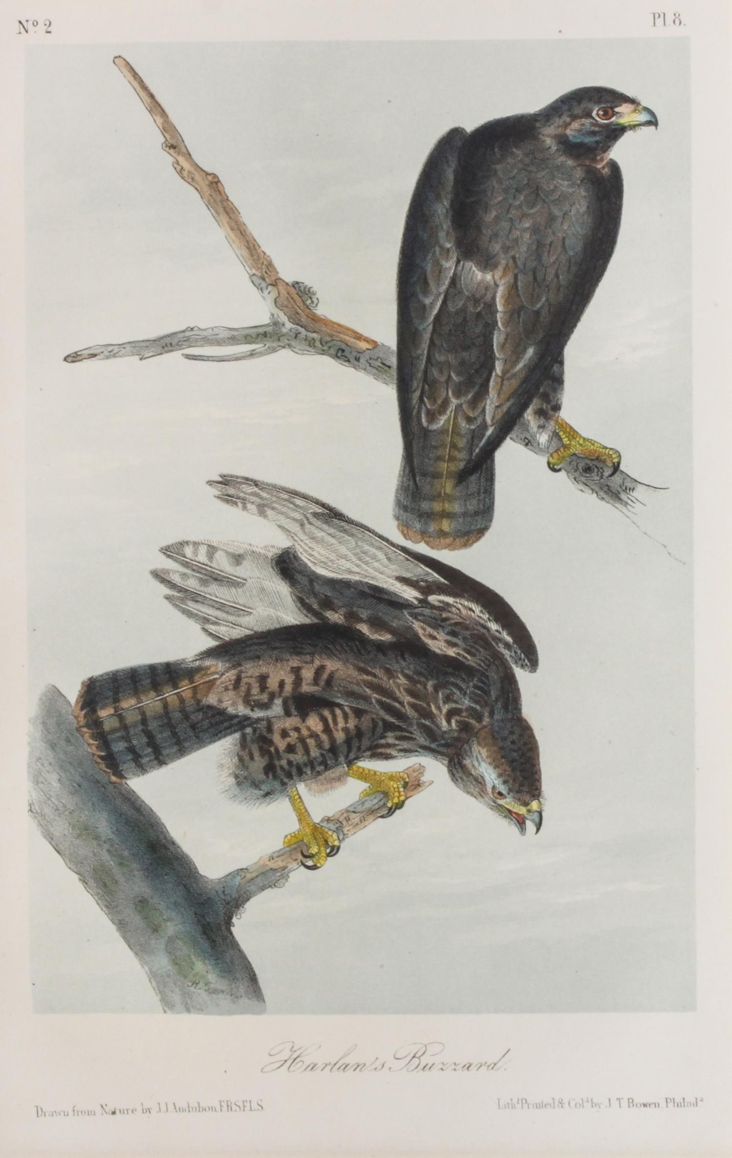 Audubon, John James, after Each approximately: 10 1/2 x 6 3/4 inches.