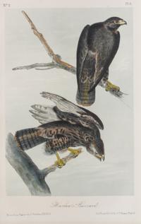 Audubon, John James, after Each approximately: 10 1/2 x 6 3/4 inches.
