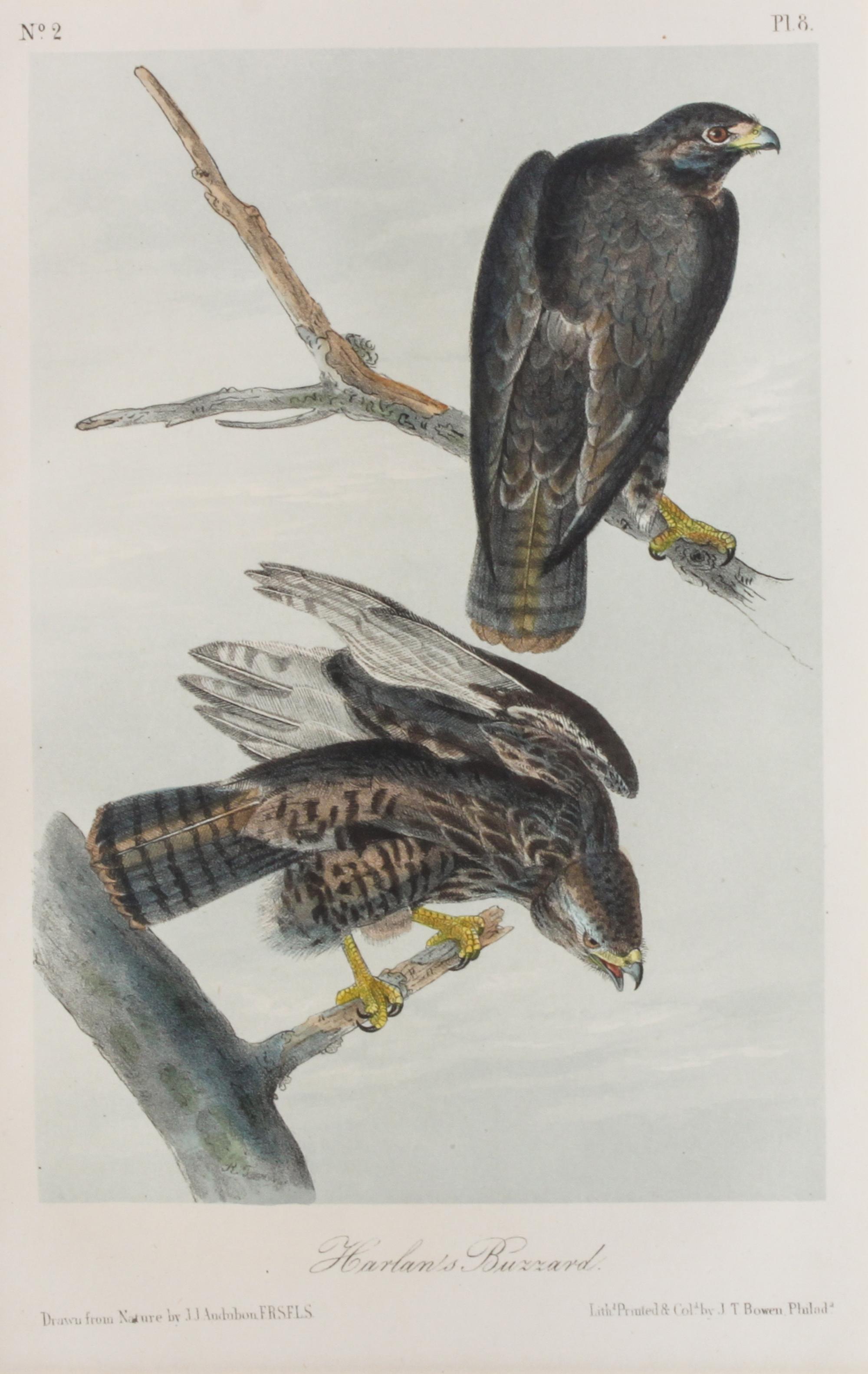 Audubon, John James, after Each approximately: 10 1/2 x 6 3/4 inches.
