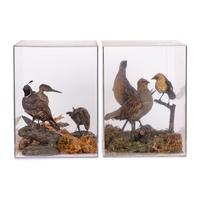 Two Taxidermy Bird Dioramas