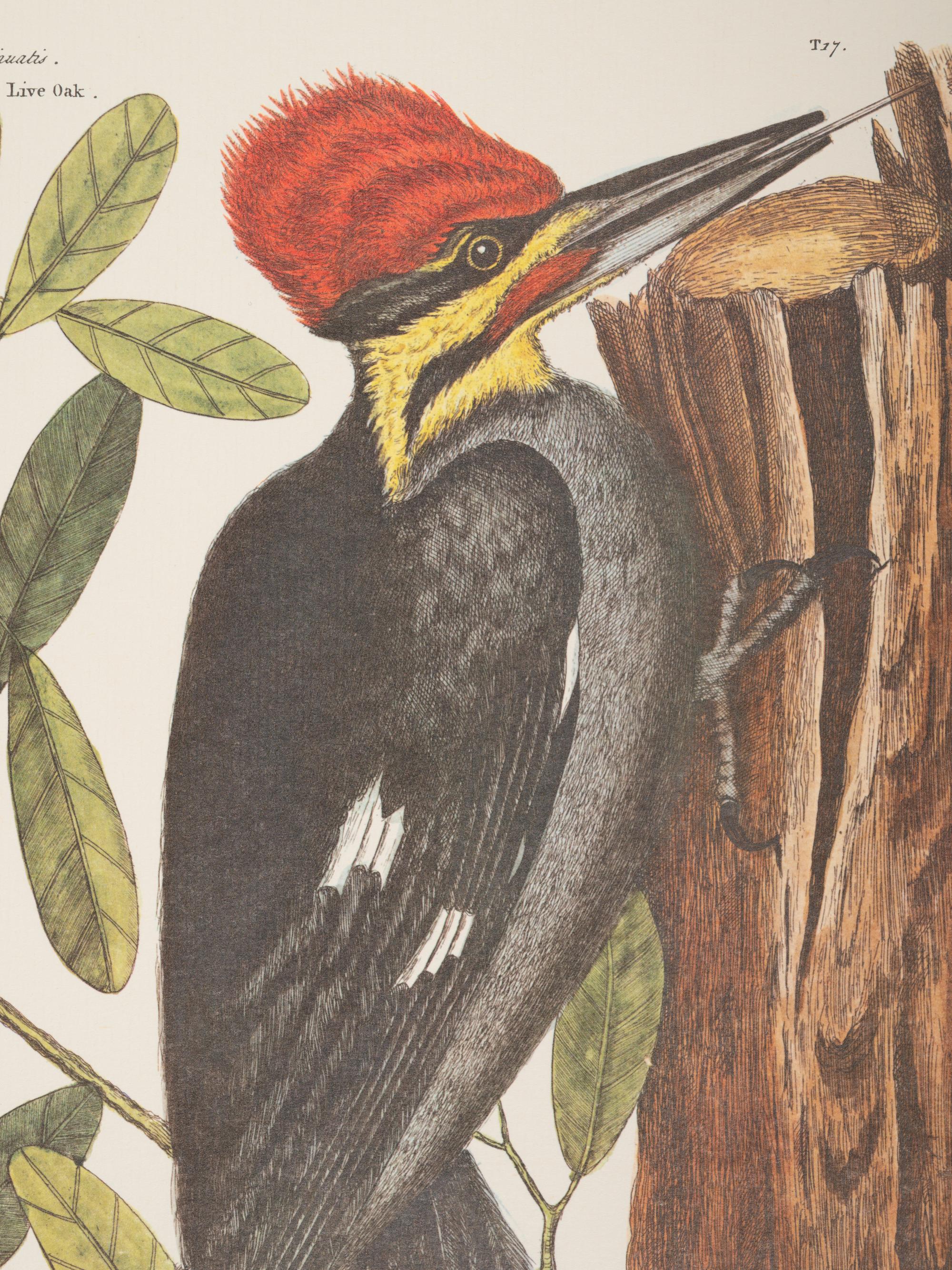 Two Ornithological Prints