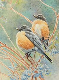 American Robin on Elderberry , 1995
