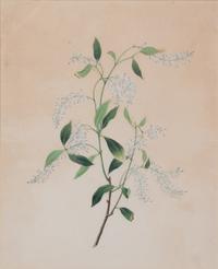 A Pair of Chinese Export Watercolors Visible: 16 x 13 inches.