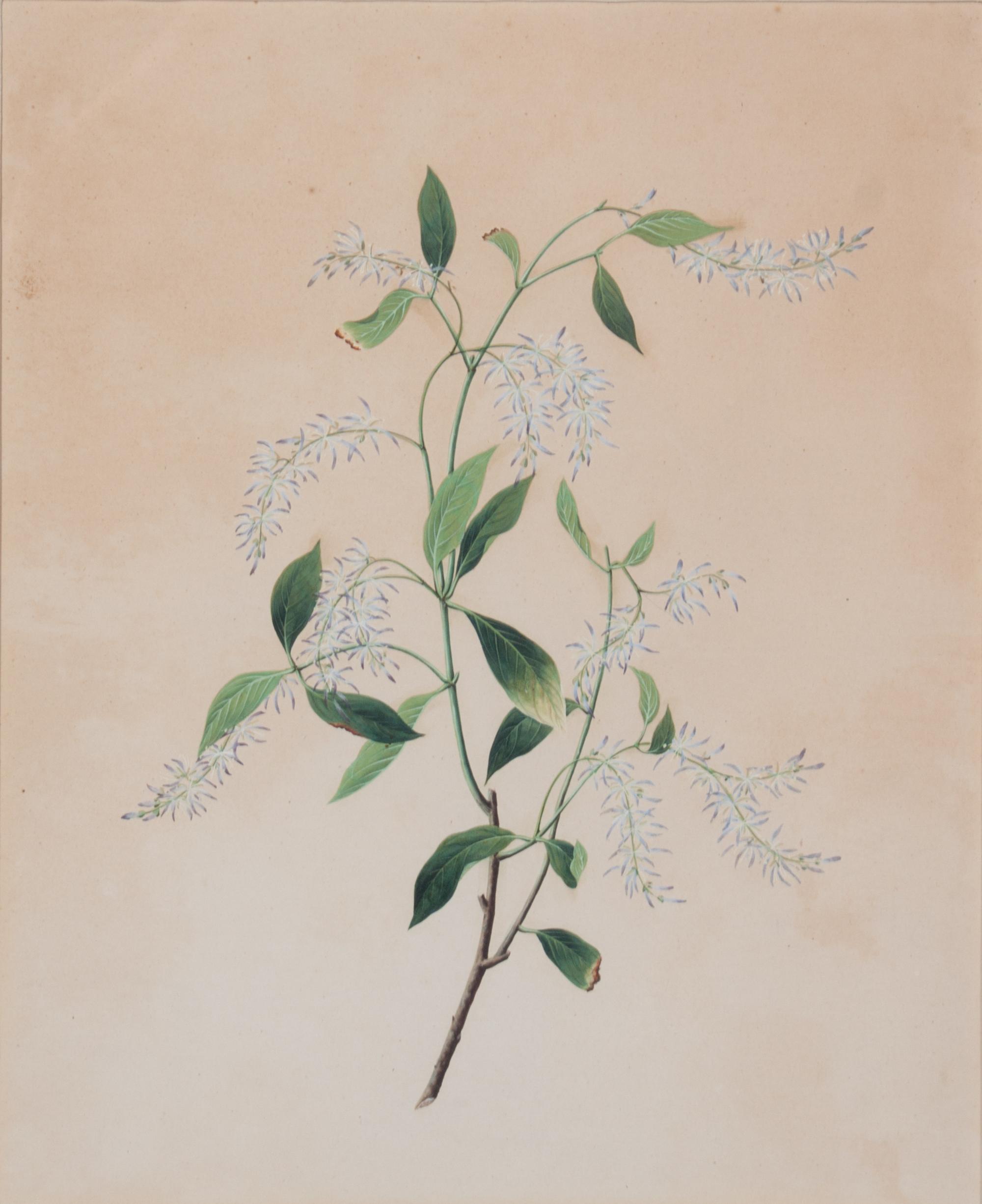 A Pair of Chinese Export Watercolors Visible: 16 x 13 inches.