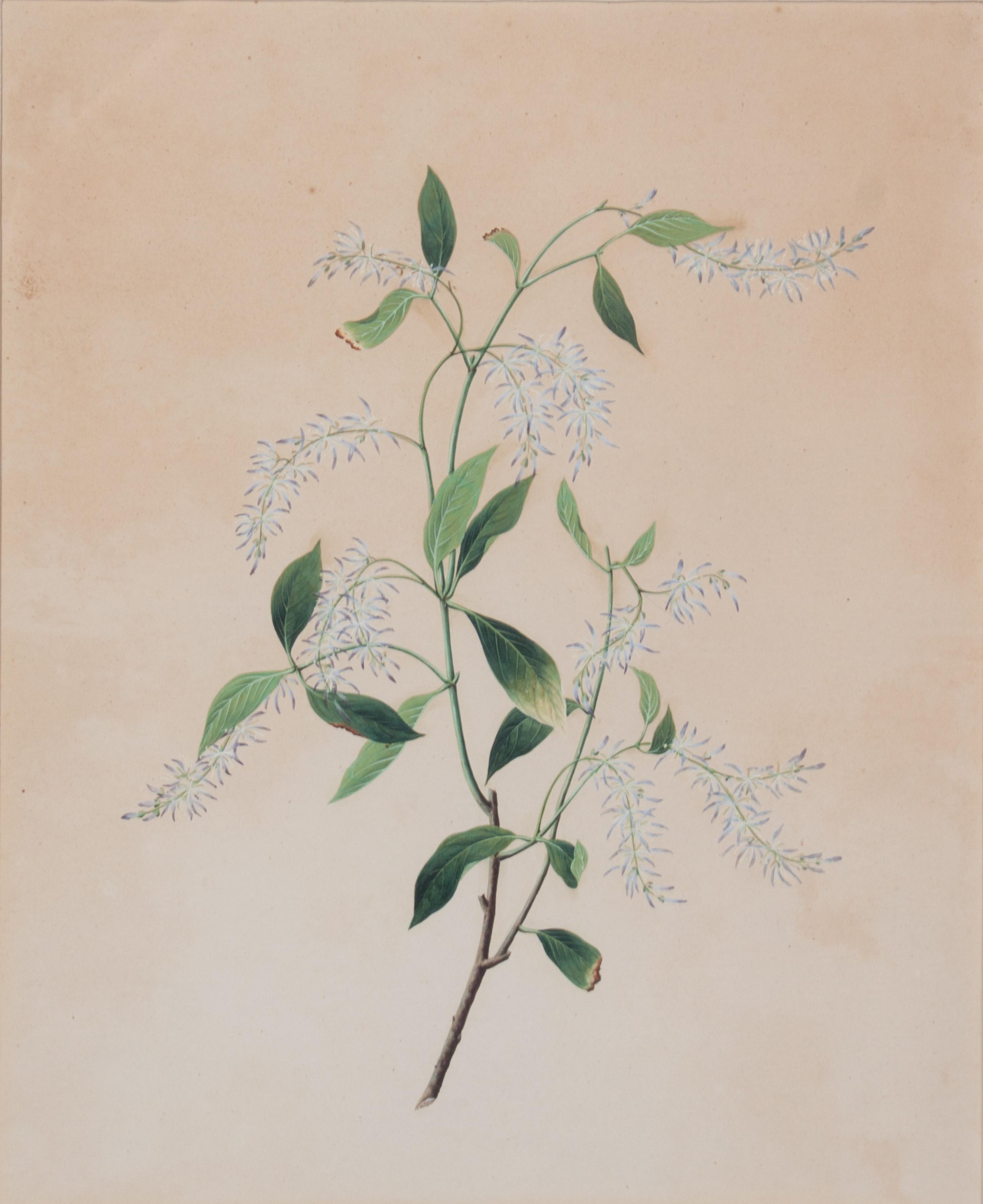 A Pair of Chinese Export Watercolors Visible: 16 x 13 inches.