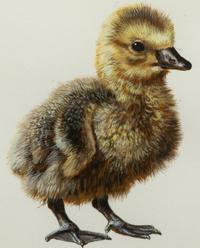 Gosling Study ,1994