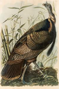 AUDUBON, John James (1785-1851) Wild Turkey - Male (Plate 287) Meleagris Gallopavo
