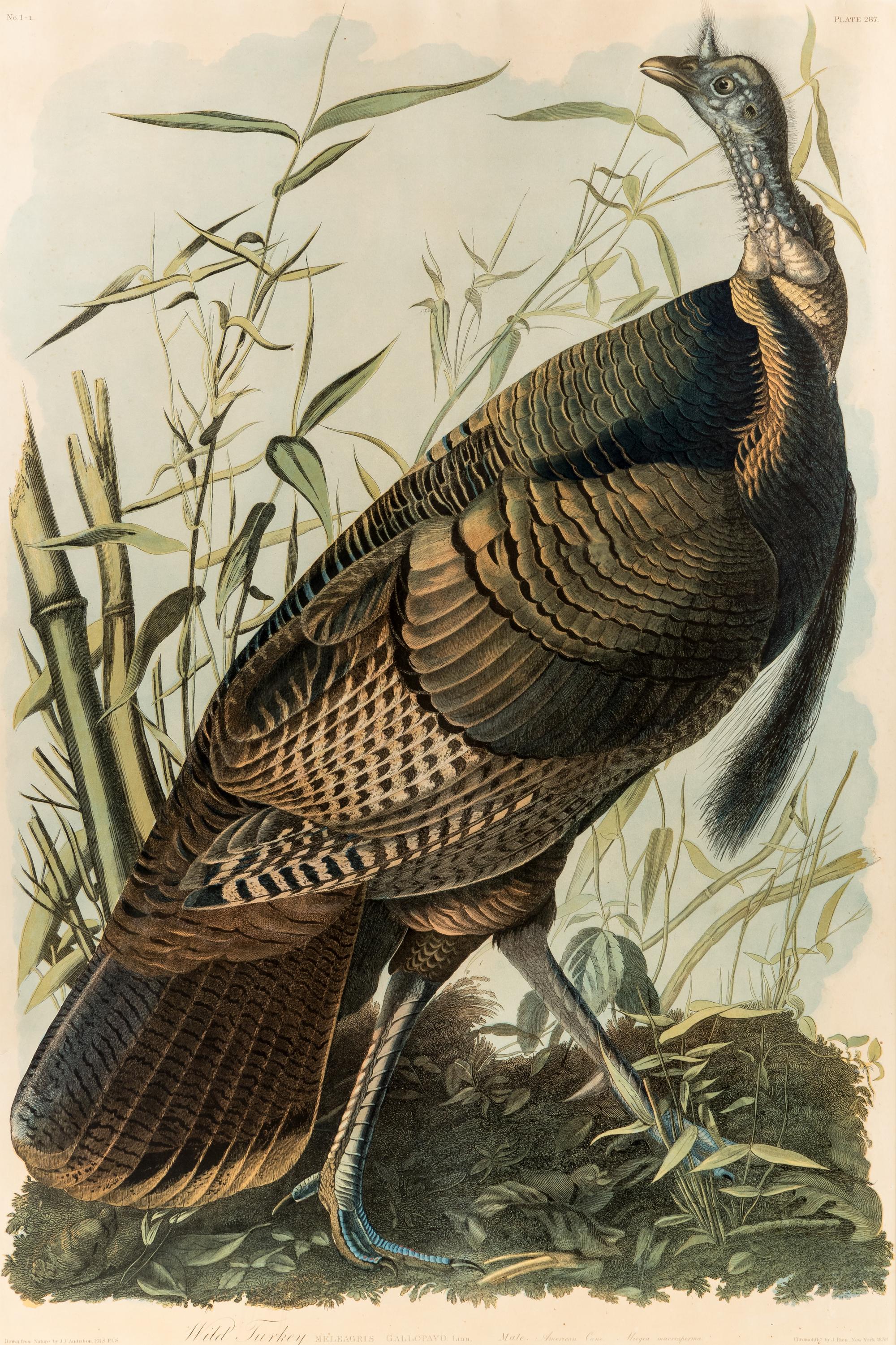 AUDUBON, John James (1785-1851) Wild Turkey - Male (Plate 287) Meleagris Gallopavo