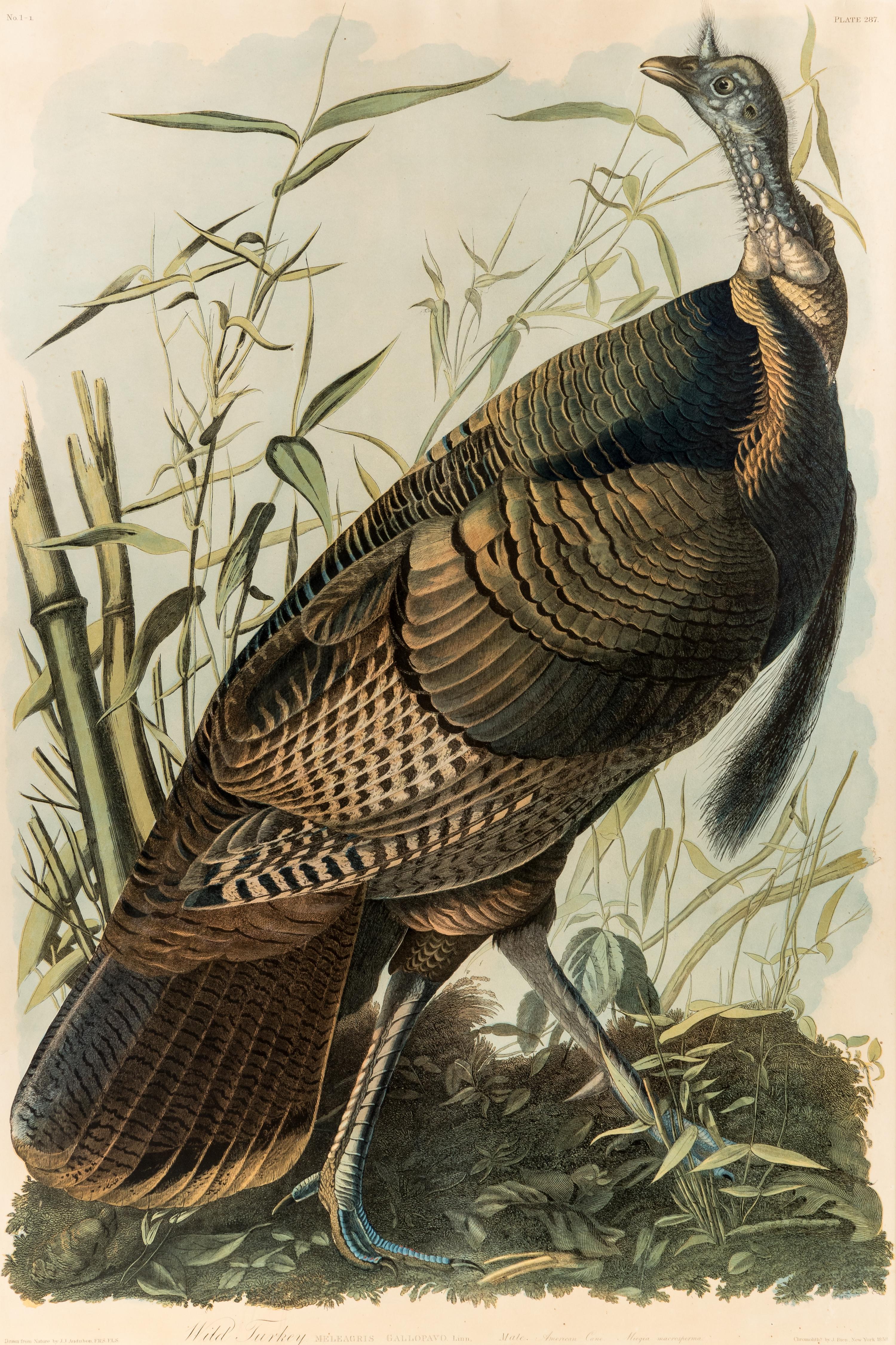 AUDUBON, John James (1785-1851) Wild Turkey - Male (Plate 287) Meleagris Gallopavo