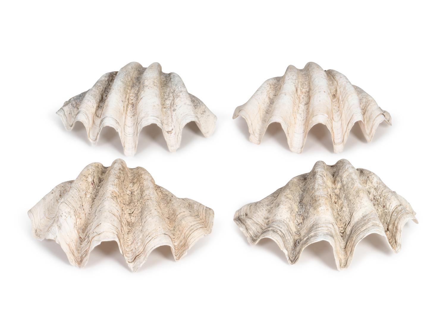A Collection of Four Giant Clam Shells