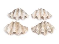 A Collection of Four Giant Clam Shells