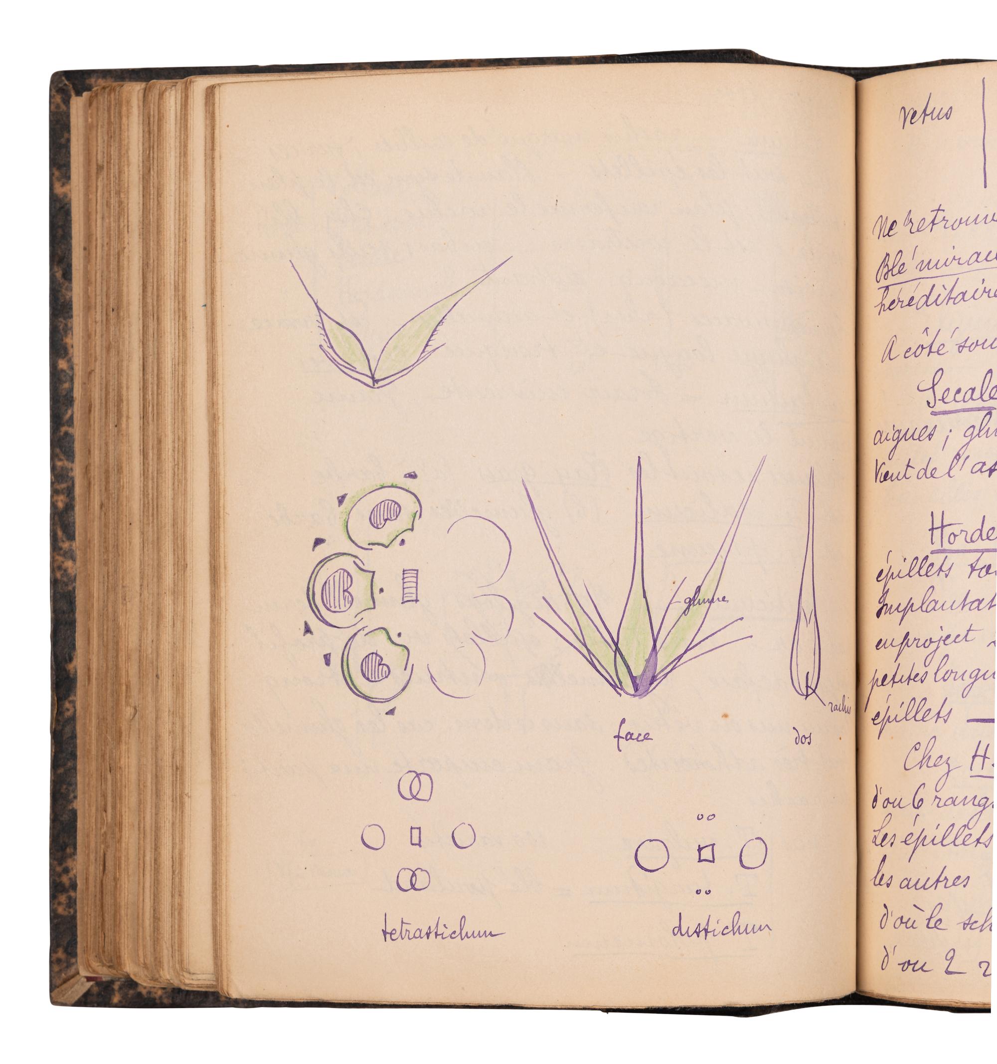 [BOTANY & GARDENING -- MANUSCRIPTS]. A group of 5 manuscripts, comprising: