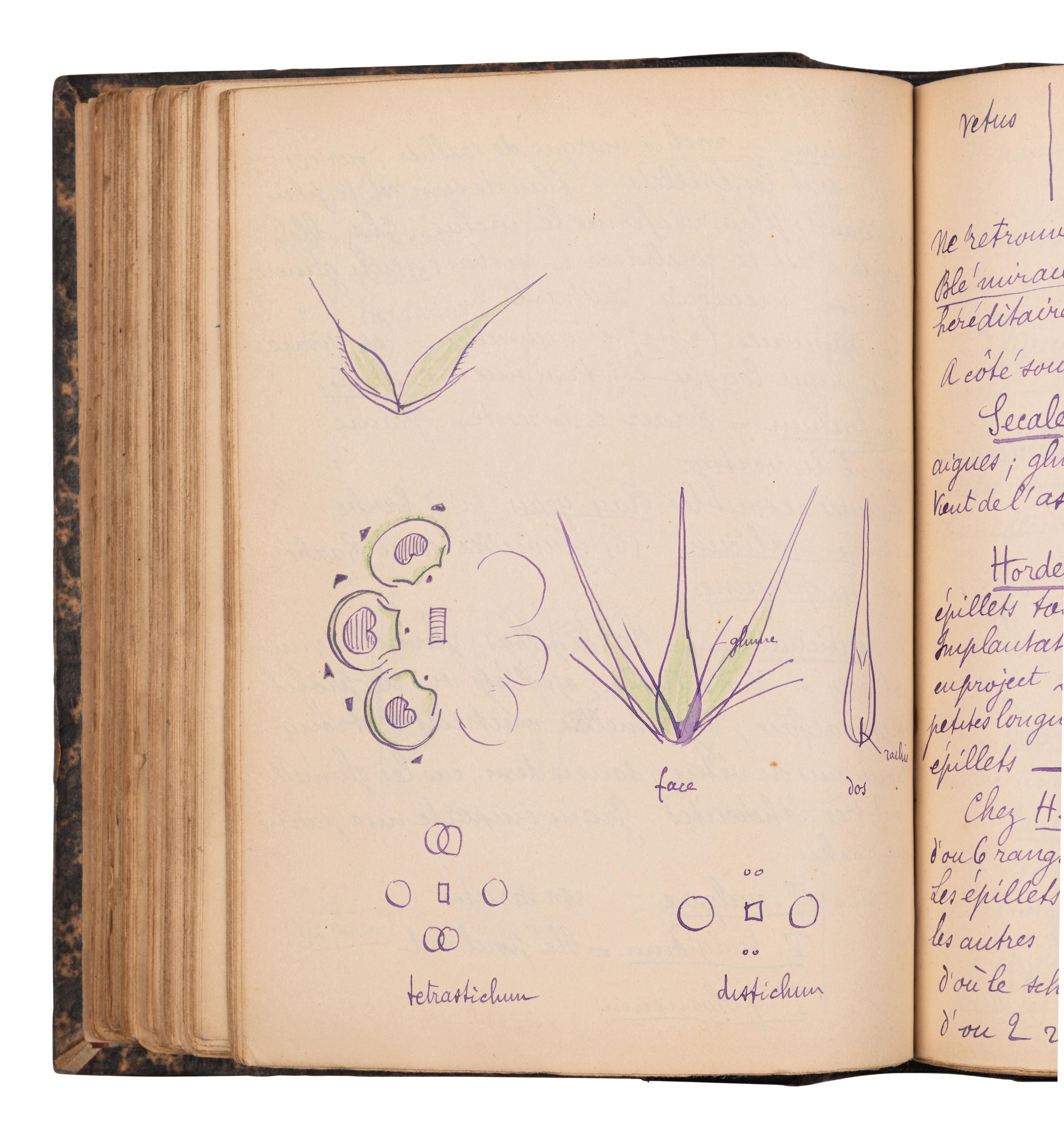 [BOTANY & GARDENING -- MANUSCRIPTS]. A group of 5 manuscripts, comprising: