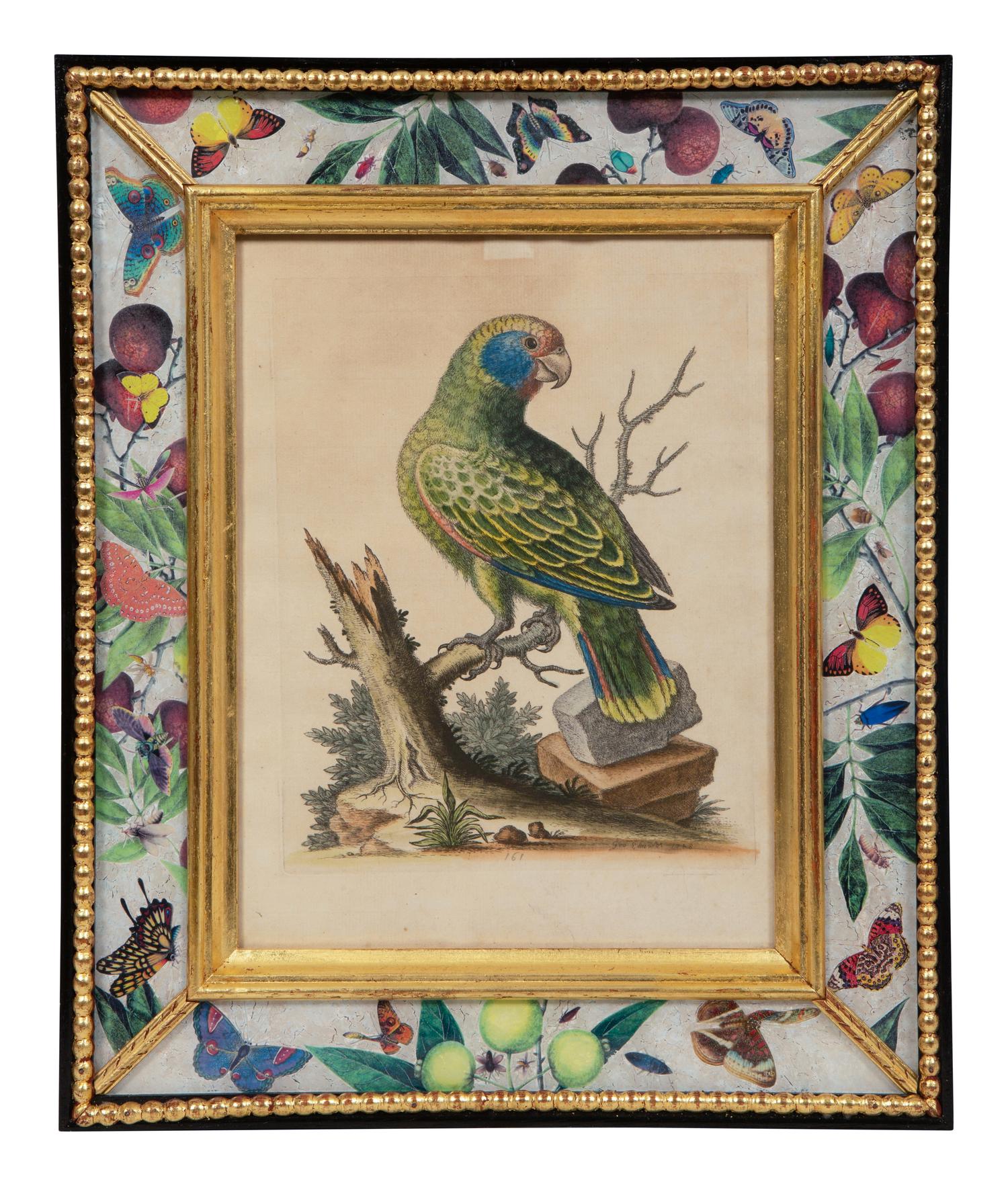 A Set of Twelve Hand-Colored Engravings of Parrots from A Natural History of Uncommon Birds by George Edwards (English, 1694-1773)