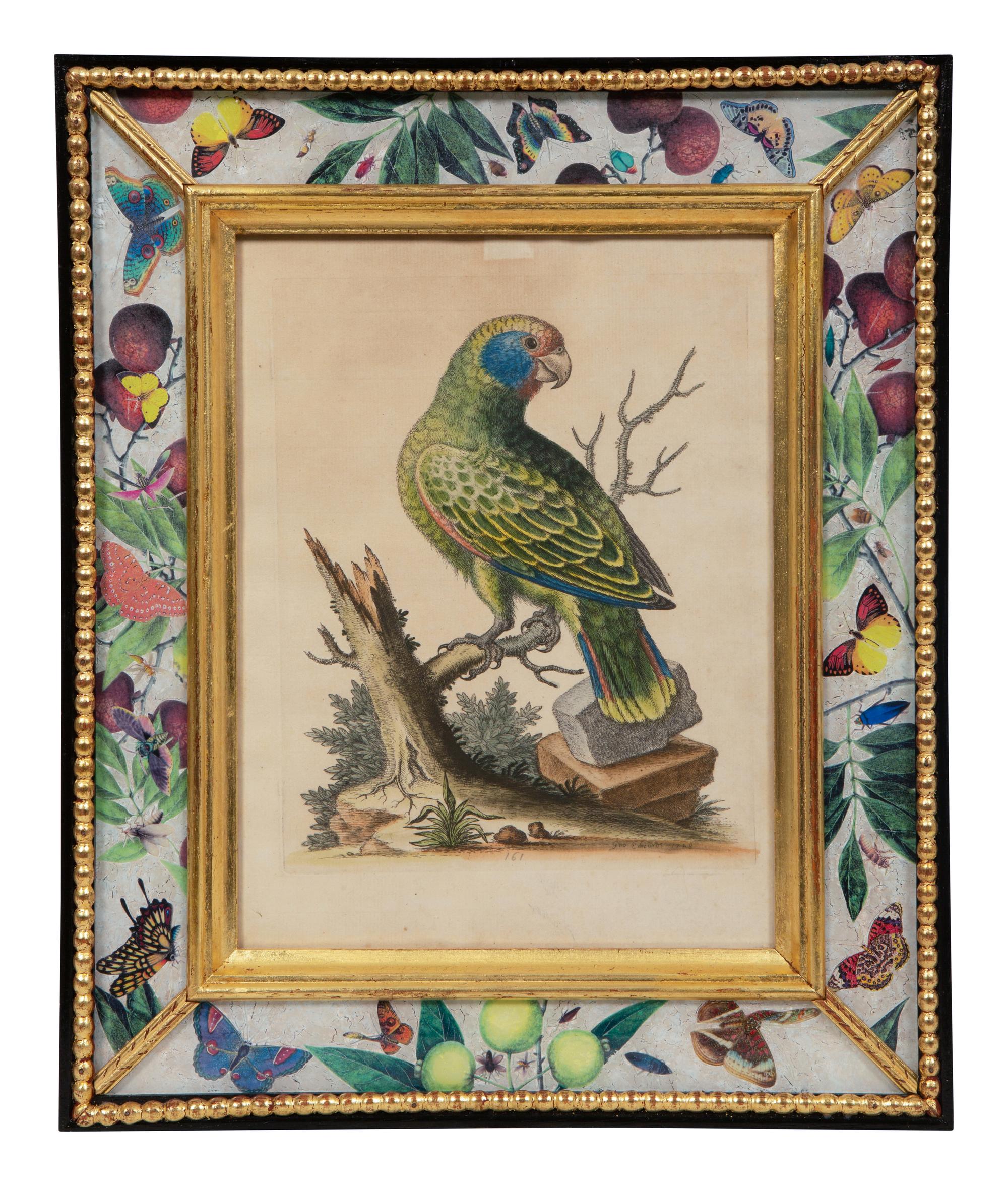 A Set of Twelve Hand-Colored Engravings of Parrots from A Natural History of Uncommon Birds by George Edwards (English, 1694-1773)