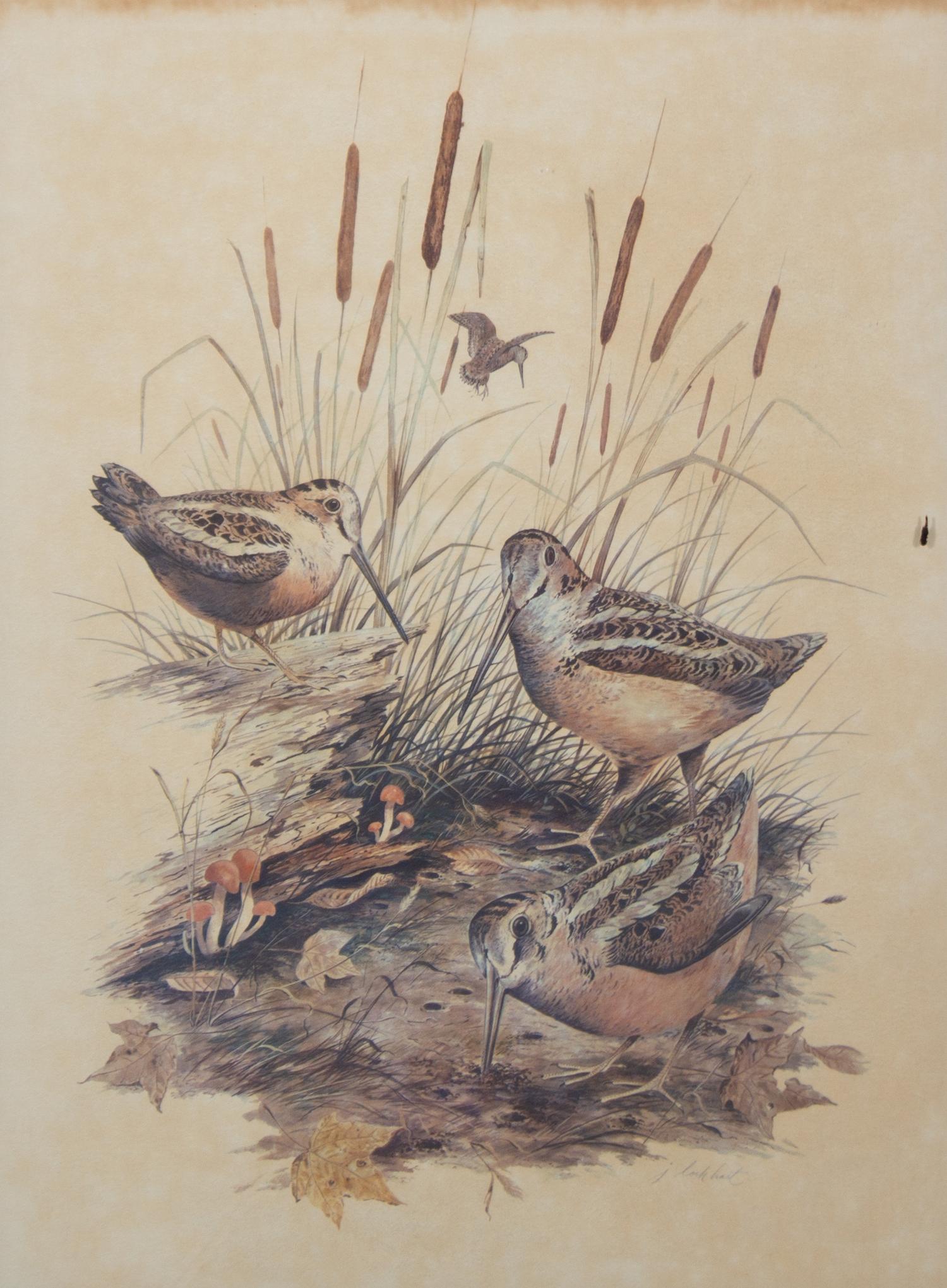 Four American Ornithological Off-Set Lithographs