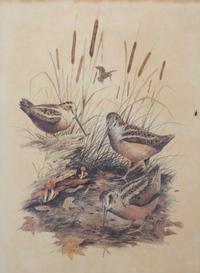 Four American Ornithological Off-Set Lithographs