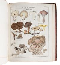 [NATURAL HISTORY]. NEES VON ESENBECK, Christian Gottfried Daniel (1776-1858). Das System der Pilze und Schwämme . Wurzburg, 1817.