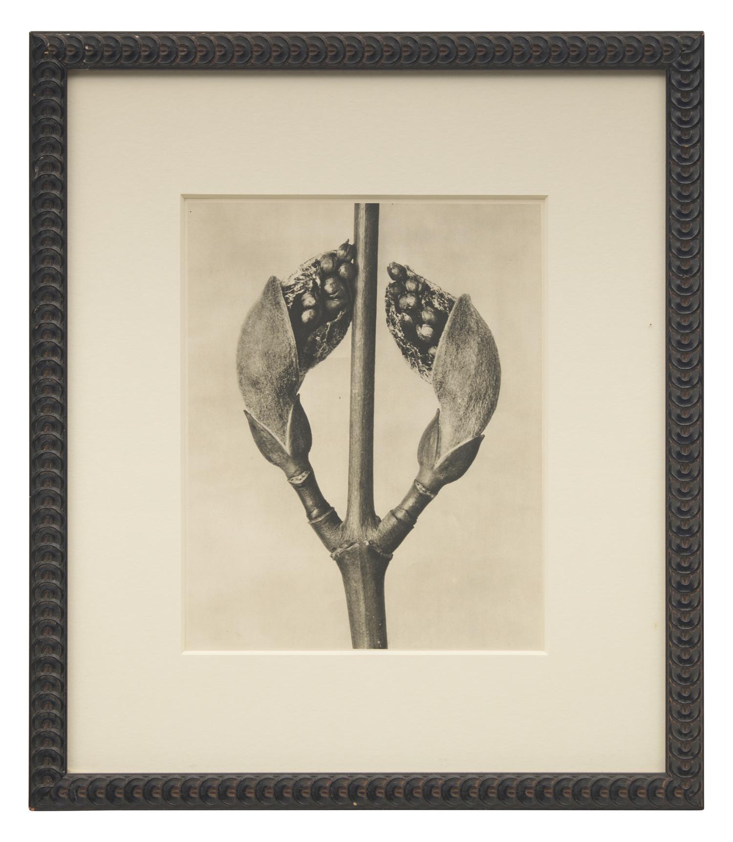 A Set of 8 Botanical Prints