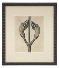 A Set of 8 Botanical Prints