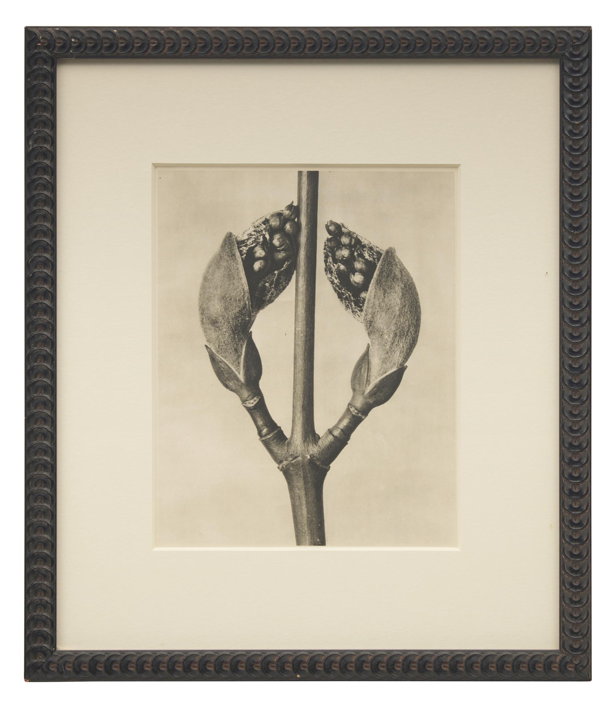 A Set of 8 Botanical Prints