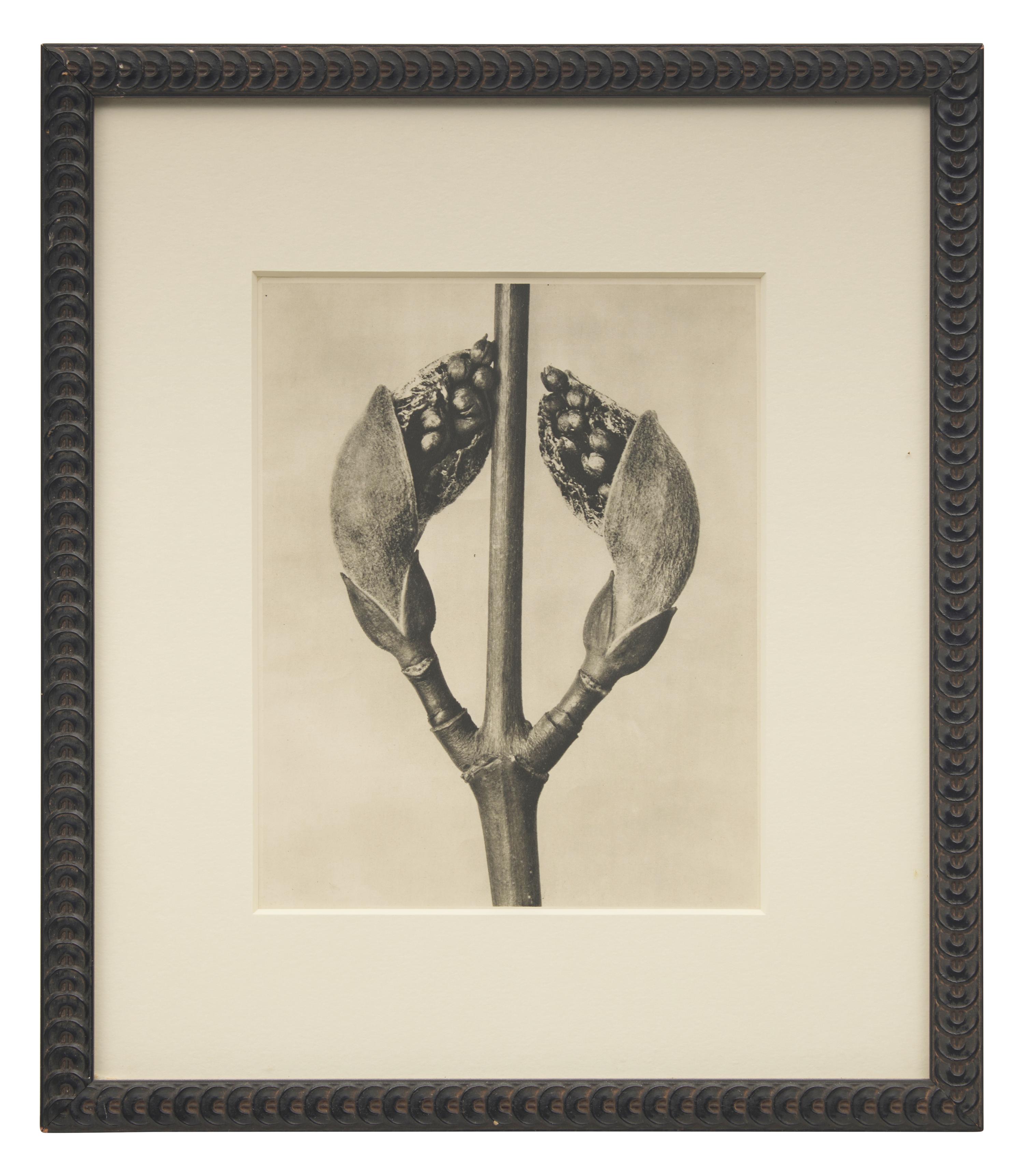 A Set of 8 Botanical Prints