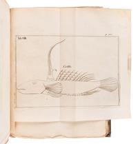 [SOCIETAS REGIAS SCIENTARUM UPSALIENSIS]. Carolus LINNAEUS, Jan Frederik GRONOVIUS, and others. Acta societatis regiae scientiarum Upsaliensis ad annum MDCCXL [- MDCCXLII ]. Stockholm: Laurentius Salvius, 1744-1748