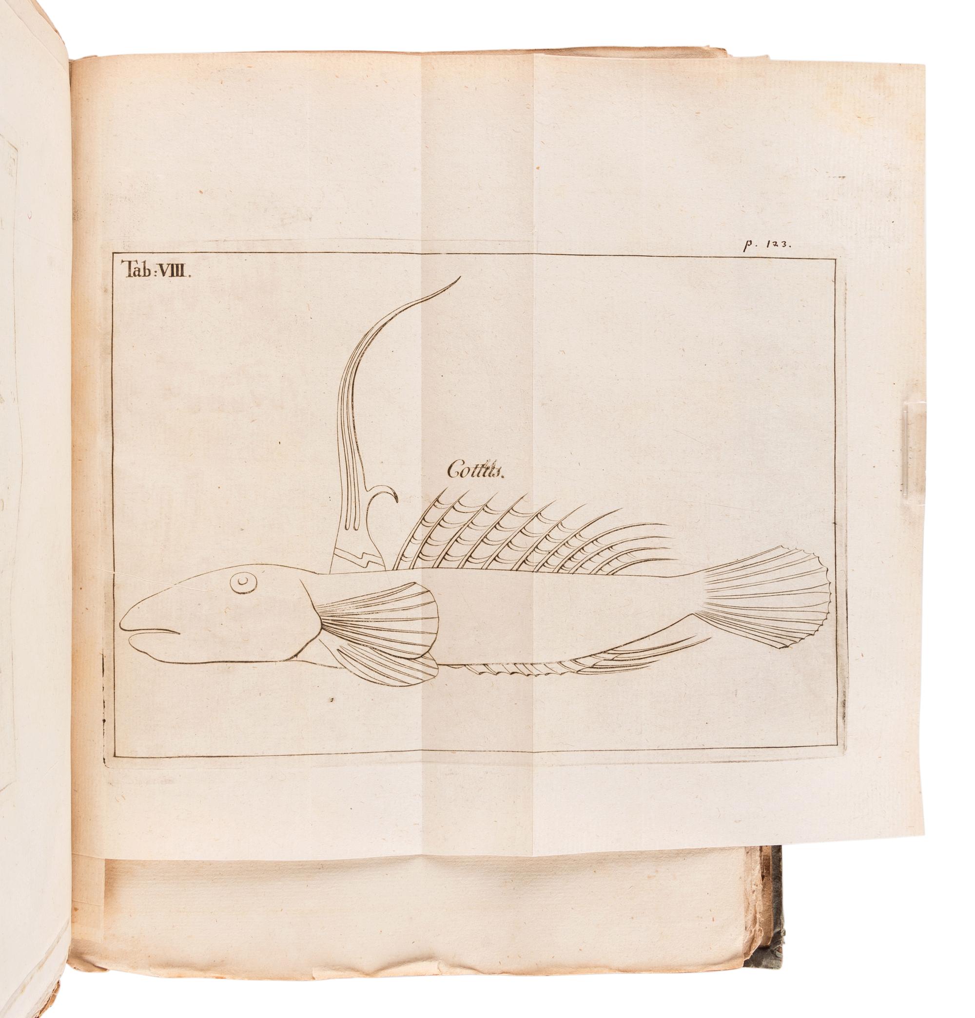 [SOCIETAS REGIAS SCIENTARUM UPSALIENSIS]. Carolus LINNAEUS, Jan Frederik GRONOVIUS, and others. Acta societatis regiae scientiarum Upsaliensis ad annum MDCCXL [- MDCCXLII ]. Stockholm: Laurentius Salvius, 1744-1748