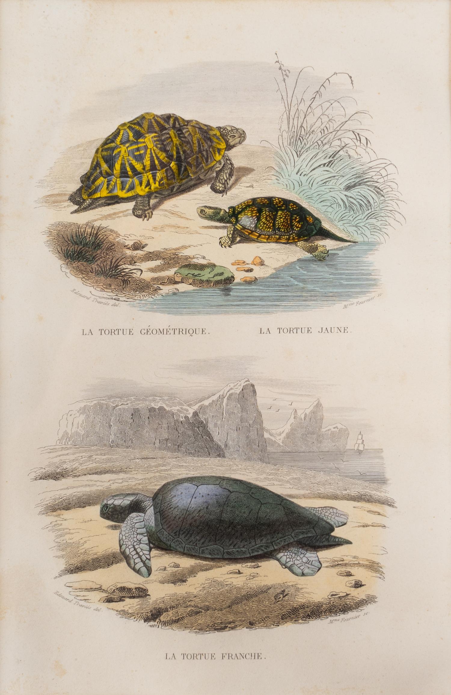 Turtle Species (Two Engravings)