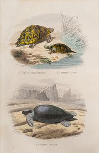Turtle Species (Two Engravings)